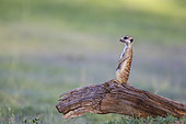 Suricate (Suricata suricatta). Also called Meerkat. Guard on the lookout on a log. In the evening. During the rainy season in green surroundings. Kalahari Desert, Kgalagadi Transfrontier Park, South Africa.