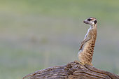Suricate (Suricata suricatta). Also called Meerkat. Guard on the lookout on a log. In the evening. During the rainy season in green surroundings. Kalahari Desert, Kgalagadi Transfrontier Park, South Africa.