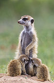 Suricate (Suricata suricatta). Also called Meerkat. Female with two sucklung young. On the lookout. During the rainy season in green surroundings. Kalahari Desert, Kgalagadi Transfrontier Park, South Africa.