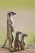 Suricate (Suricata suricatta). Also called Meerkat. Adult with two young on the lookout. During the rainy season in green surroundings. Kalahari Desert, Kgalagadi Transfrontier Park, South Africa.
