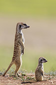 Suricate (Suricata suricatta). Also called Meerkat. Adult with young on the lookout. During the rainy season in green surroundings. Kalahari Desert, Kgalagadi Transfrontier Park, South Africa.