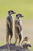 Suricate (Suricata suricatta). Also called Meerkat. Two adults with young on the lookout. During the rainy season in green surroundings. Kalahari Desert, Kgalagadi Transfrontier Park, South Africa.