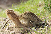 Suricate (Suricata suricatta). Also called Meerkat. Digging for prey. During the rainy season in green surroundings. Kalahari Desert, Kgalagadi Transfrontier Park, South Africa.