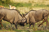 Blue Wildebeest (Connochaetes taurinus taurinus). Fighting males. In the background Springboks (Antidorcas marsupialis). During the rainy season in green surroundings. Kalahari Desert, Kgalagadi Transfrontier Park, South Africa.