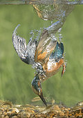 Kingfisher (Alcedo atthis) kingfisher catching a fish under water, England, Summer