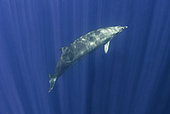 Blainville's beaked whale (Mesoplodon densirostris), El Hierro, Canary Islands.