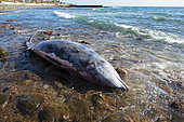 Blainville's beaked whale (Mesoplodon densirostris) Stranded on the coast, a necropsy was performed to determine the reason for death. Tenerife, Canary Islands.