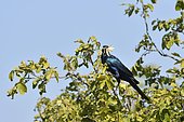 Burchell's Starling (Lamprotornis australis) on a branch with insect in beak, Botswana