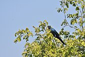 Burchell's Starling (Lamprotornis australis) on a branch with insect in beak, Botswana