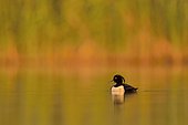 Tufted Duck (Aythya fuligula) male on the water, La Dombes, France