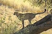 Cheetah (Acinonyx jubatus), Urinary Marking of its Territory, Kgalagadi, South Africa