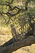 Cheetah (Acinonyx jubatus), Cheetah sibling in a tree during inspection and marking of their territory, Kgalagadi, South Africa