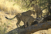 Cheetah (Acinonyx jubatus), Cheetah sibling in a tree during inspection and marking of their territory, Kgalagadi, South Africa