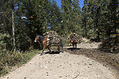 Horse loaded with wood crosses a watering point where the butterflies drink, Search for wood in the reserve, Monarch butterfly (Danaus plexippus), In wintering from November to March in oyamel pine forests (Abies religiosa), El Rosario, Reserve of the Biosfera Monarca, Angangueo, State of Michoacan, Mexico