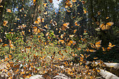 Monarch butterfly (Danaus plexippus), in wintering from November to March in oyamel pine (Abies religiosa) forest, butterflies gathering to drink water and take up mineral, Sierra Chiunca, Reserve of the Biosfera Monarca, Angangueo, State of Michoacan, Mexico