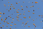 Monarch butterfly (Danaus plexippus), in wintering from November to March in oyamel pine (Abies religiosa) forest, Sierra Chincua, Reserve of the Biosfera Monarca, Angangueo, State of Michoacan, Mexico