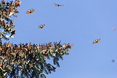 Monarch butterfly (Danaus plexippus), in wintering from November to March in oyamel pine (Abies religiosa) forest, Sierra Chincua, Reserve of the Biosfera Monarca, Angangueo, State of Michoacan, Mexico