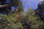 Monarch butterfly (Danaus plexippus), in wintering from November to March in oyamel pine (Abies religiosa) forest, El Rosario, Reserve of the Biosfera Monarca, Angangueo, State of Michoacan, Mexico