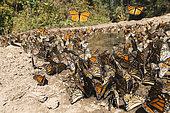 Monarch butterfly (Danaus plexippus), in wintering from November to March in oyamel pine (Abies religiosa) forest, butterflies gathering to drink water and take up mineral, El Rosario, Reserve of the Biosfera Monarca, Angangueo, State of Michoacan, Mexico