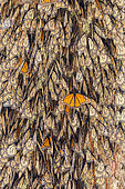 Monarch butterfly (Danaus plexippus), In wintering from November to March in oyamel pine forests (Abies religiosa), El Rosario, Reserve of the Biosfera Monarca, Angangueo, State of Michoacan, Mexico