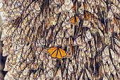 Monarch butterfly (Danaus plexippus), In wintering from November to March in oyamel pine forests (Abies religiosa), El Rosario, Reserve of the Biosfera Monarca, Angangueo, State of Michoacan, Mexico