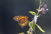 Monarch butterfly (Danaus plexippus), in wintering from November to March in oyamel pine (Abies religiosa) forest, butterflies gathering nectar, El Rosario, Reserve of the Biosfera Monarca, Angangueo, State of Michoacan, Mexico