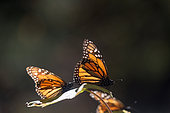 Monarch butterfly (Danaus plexippus), in wintering from November to March in oyamel pine (Abies religiosa) forest, butterflies gathering nectar, El Rosario, Reserve of the Biosfera Monarca, Angangueo, State of Michoacan, Mexico