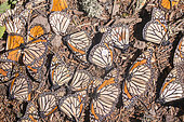 Monarch butterfly (Danaus plexippus), Butterflies died during the wintering period from November to March in oyamel pine (Abies religiosa) forest, butterflies gathering to drink water and take up mineral, El Rosario, Reserve of the Biosfera Monarca, Angangueo, State of Michoacan, Mexico