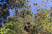 Monarch butterfly (Danaus plexippus), in wintering from November to March in oyamel pine (Abies religiosa) forest, El Rosario, Reserve of the Biosfera Monarca, Angangueo, State of Michoacan, Mexico