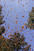 Monarch butterfly (Danaus plexippus), in wintering from November to March in oyamel pine (Abies religiosa) forest, Sierra Chincua, Reserve of the Biosfera Monarca, Angangueo, State of Michoacan, Mexico