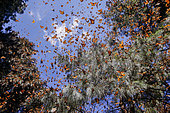 Monarch butterfly (Danaus plexippus), in wintering from November to March in oyamel pine (Abies religiosa) forest, Sierra Chincua, Reserve of the Biosfera Monarca, Angangueo, State of Michoacan, Mexico
