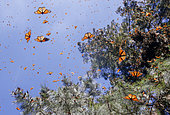 Monarch butterfly (Danaus plexippus), in wintering from November to March in oyamel pine (Abies religiosa) forest, Sierra Chincua, Reserve of the Biosfera Monarca, Angangueo, State of Michoacan, Mexico