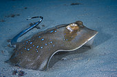 Bluespotted ribbontail ray (Taeniura lymma), Mayotte