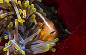 Skunk Clownfish (Amphiprion akallopisos) hidden in its red anemone. S. pass, Mayotte
