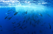 Yellowfin Tunas (Thunnus albacares) eating Atlantic chub mackerel (Scomber colias), Tenerife, Canary Islands.