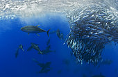Yellowfin Tunas (Thunnus albacares) eating Atlantic chub mackerel (Scomber colias), Tenerife, Canary Islands.
