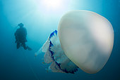 Diver and Large Jellyfish (Rhizostoma pulmo), Marine Protected Area of the Agathois Coast, France