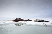 Skeleton of harbor (or harbour) seal (Phoca vitulina), also known as the common seal on the ice, Spitsbergen, Svalbard, Norwegian archipelago, Norway, Arctic Ocean