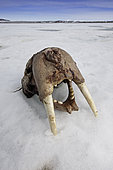 Skull of Atlantic walrus (Odobenus rosmarus) with its most prominent feature the long tusks. The remaing of a polar bear meal, Spitsbergen, Svalbard, Norwegian archipelago, Norway, Arctic Ocean