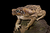 Giant toad (Rhinella marina)