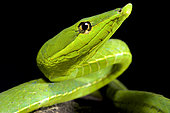 South American green vine snake (Oxybelis fulgidus)