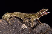 Giant turnip-tailed gecko, Thecadactylus rapicauda