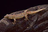 Turnip gecko (Thecadactylus solimoensis)