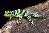 Emerald thornytail iguana (Uracentron azureum werneri)
