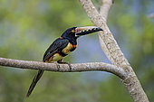 Colllared Aracari (Pteroglossus torquatus), on cecropia tree branch, Gamboa, Panama, July