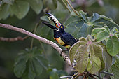 Colllared Aracari (Pteroglossus torquatus), on cecropia tree branch tossing food, Gamboa, Panama, July