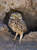 Burrowing Owl (Athene cunicularia), in front of burrow, Mato Grosso, Brazil, June