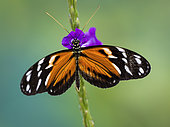 Heliconia spp. butterfly on verbena flower, Gamboa, Panama, february