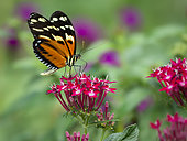 Heliconius ssp. butterfly, Panama, February