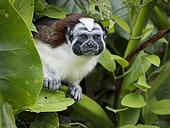 Geoffroy's Tamarin (Saguinus geoffroyi), lake Gatun, Panama